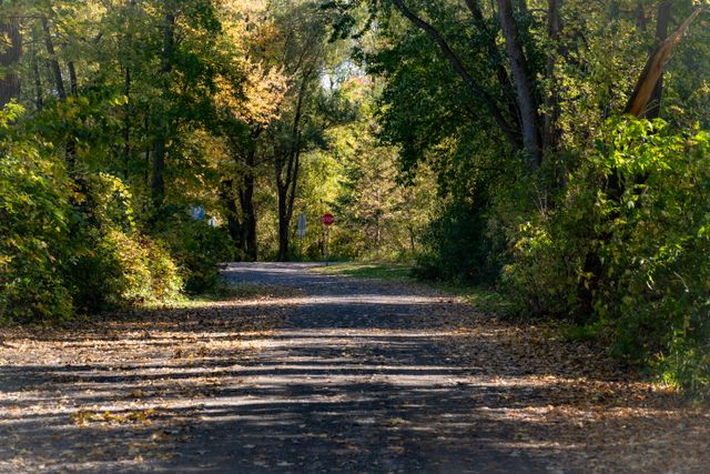 a forest path